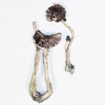 ALBINO A+ MAGIC MUSHROOMS - Image 2