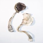 ALBINO A+ MAGIC MUSHROOMS