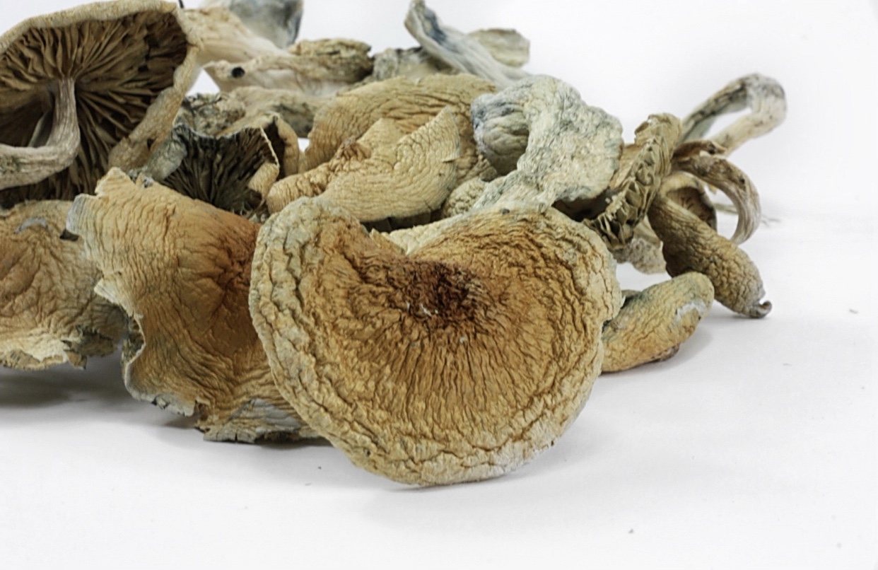 BlueMeanie.jpeg BLUE MEANIE MUSHROOMS- one ounce - Image 1