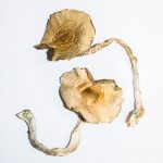 B+ Cubensis - Image 2