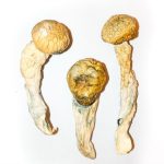 PENIS ENVY MUSHROOMS - Image 2