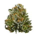 Bubba Runtz THC Exotic Flower
