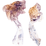 Z-Strain Mushroom